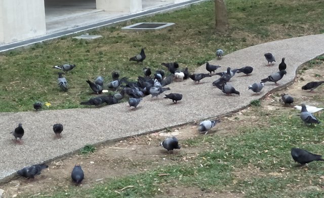 1 pigeons 3.jpg