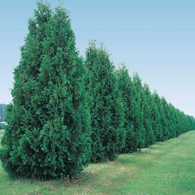 green-giant-thuja.jpg