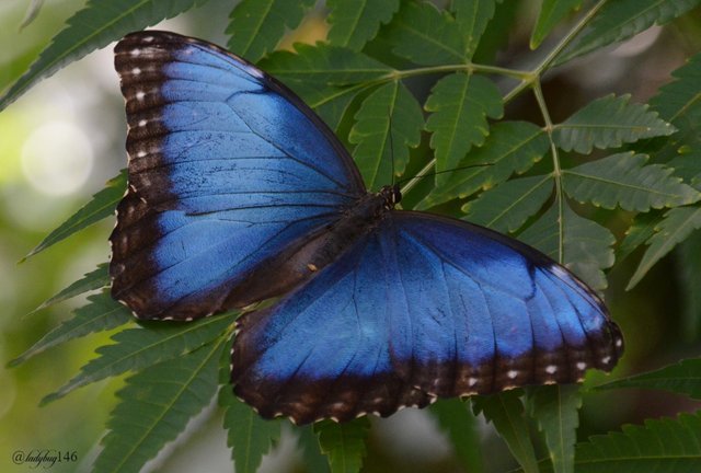 emperor butterfly.jpg