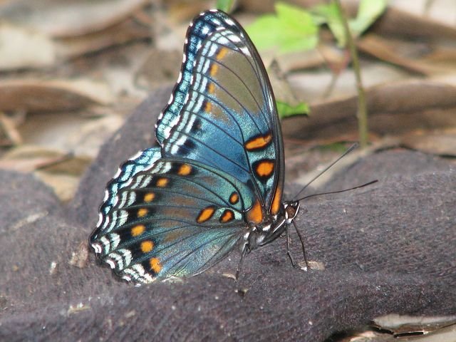 butterfly-94744__480.jpg