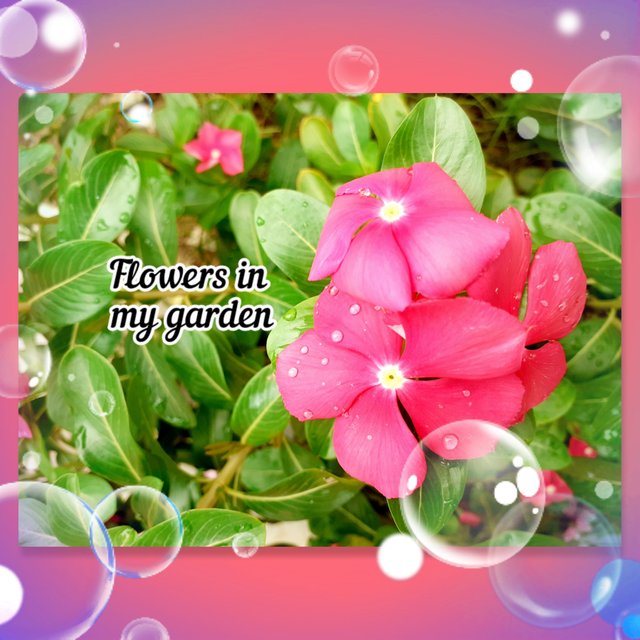 photocollage_202551973125746.jpg