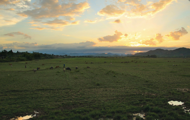 phong nha.png