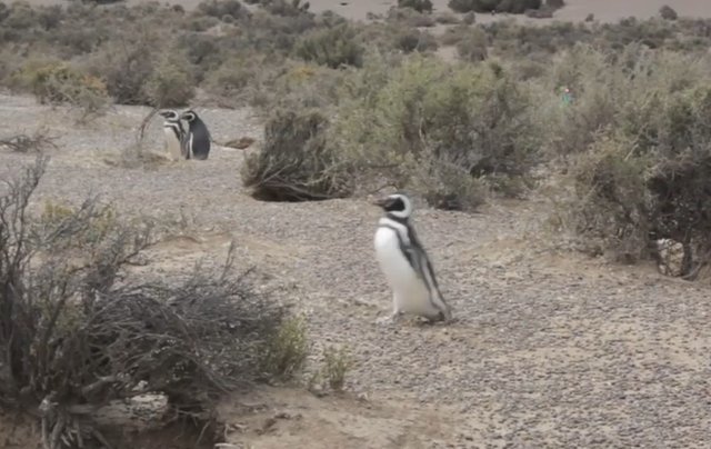 02.-Pingüinera de Punta Tombo-2.jpg