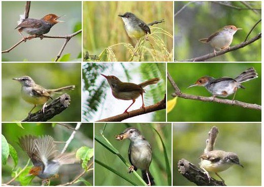 Berbagi Es Cream Dengan Burung Liar Kutilang Namanya Steemit