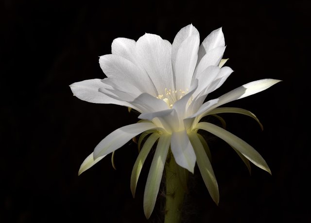 Echinopsis subduenta flower.jpg