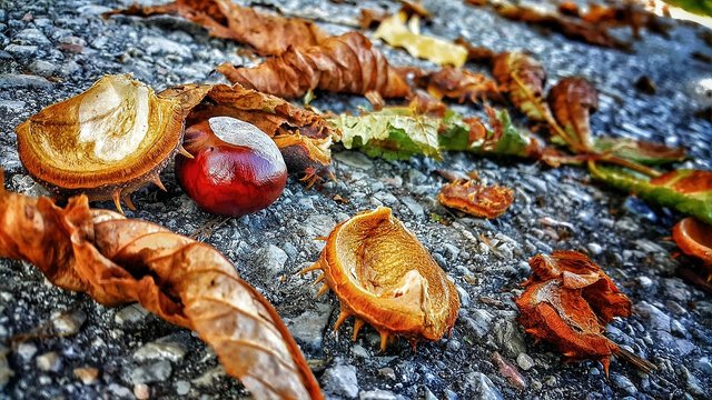 autumn-3100000_1280.jpg