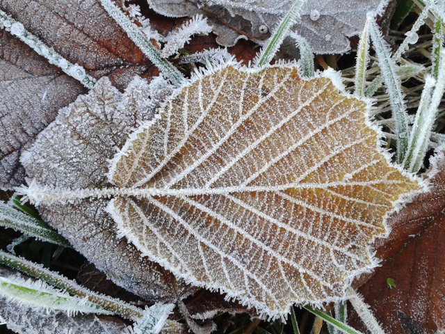 httpspixabay.comenfrost-hoarfrost-cold-winter-frozen-248295-original.jpg