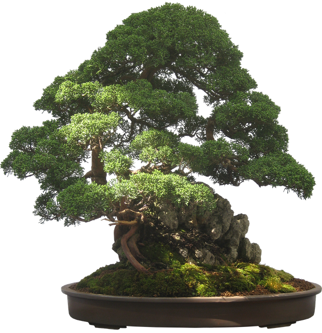 bonsai-2202769_1280.png