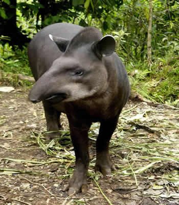 tapir-tapirus-pinchaque.jpg