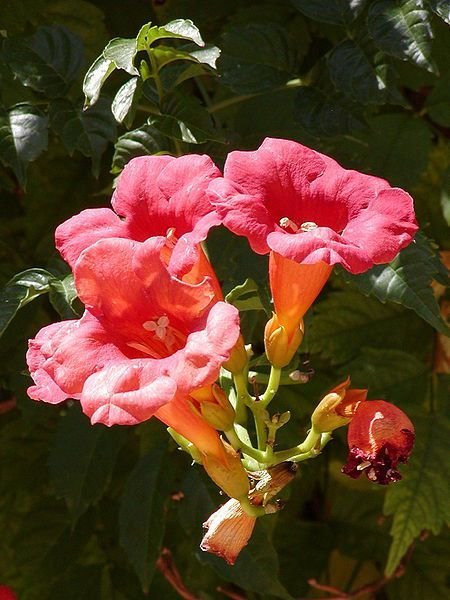 trumpet_creeper_campsis_radicans_wiki (1).jpg