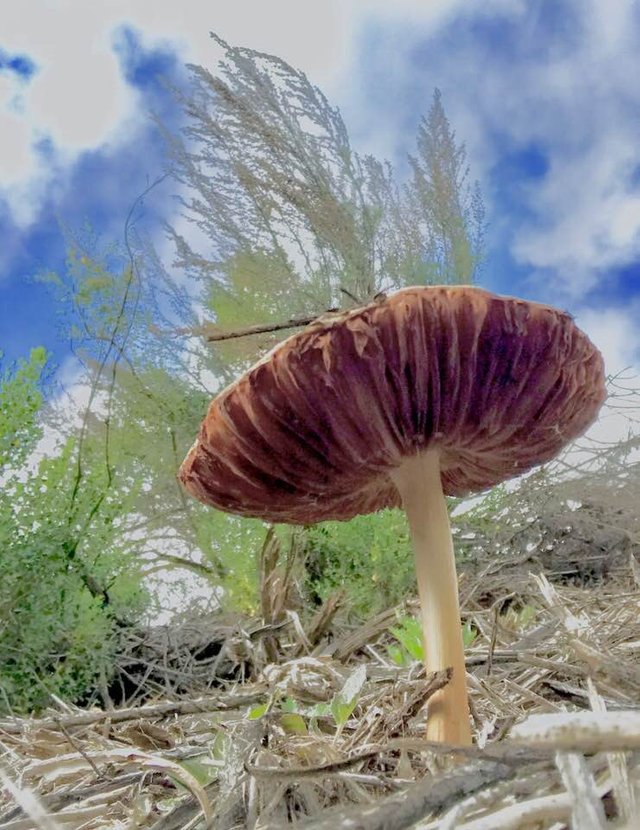 Trippy Mushroom 2.jpg