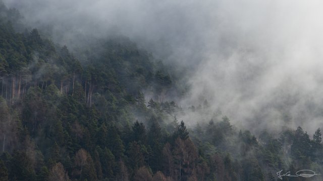 2019-03-09-Foggy-Forest-05.jpg