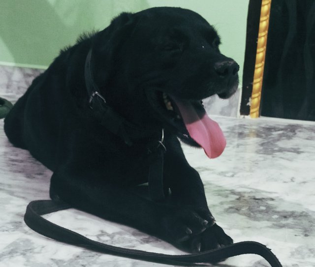 #art  #pet #dog #love # friends #steem #diary #photo .jpg