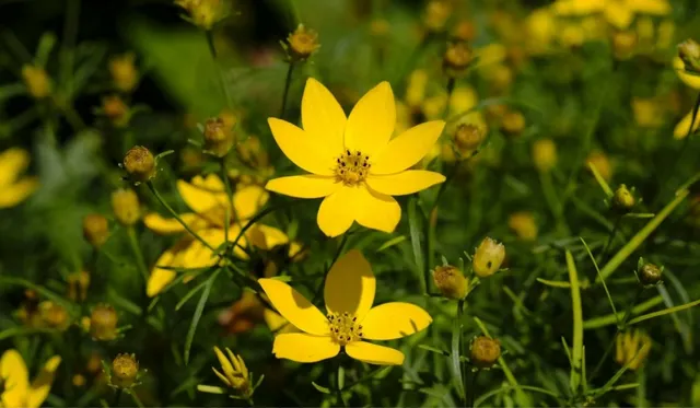 Coreopsis-verticillata.webp