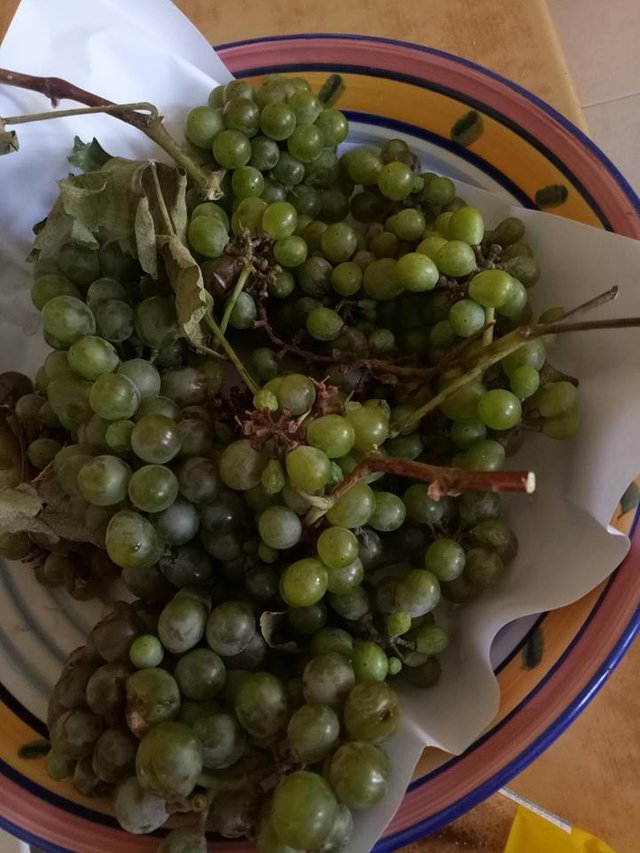 grapes5.jpg