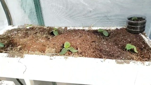 VideoCapture_20190519-144220.jpg