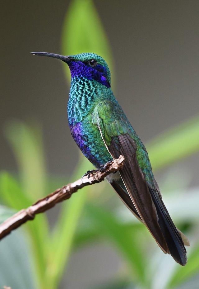 hummingbird-1823829_1920.jpg