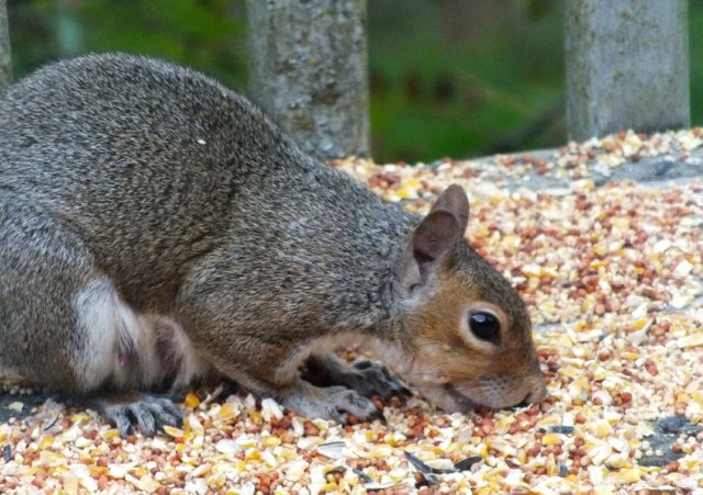 1109-Squirrel.jpg