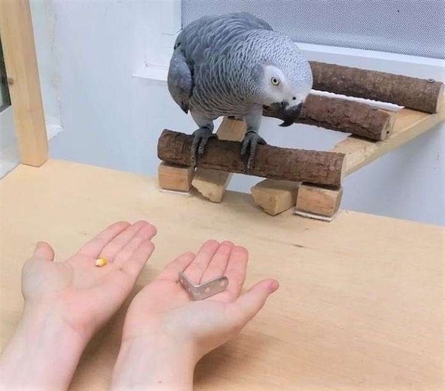 parrotsecono.jpg