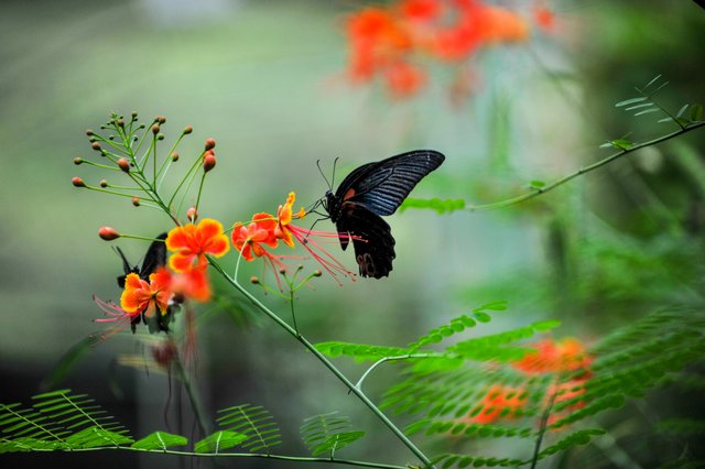 Butterfly-92.jpg