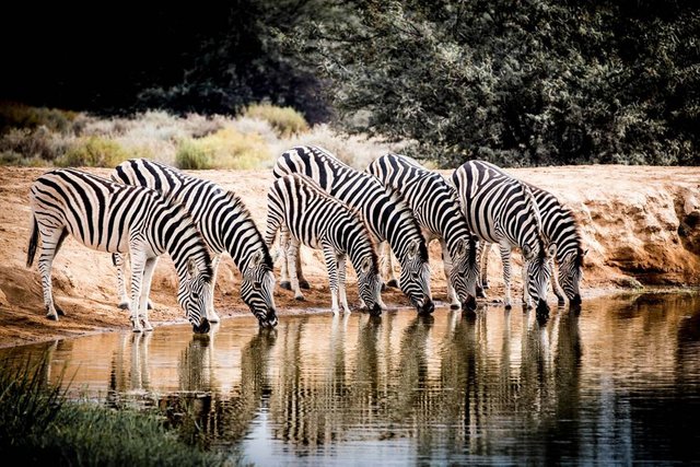 zebras-at-sanbona-in-little-karoo-south-africa-conde-nast-traveller-25aug15-david-crookes.jpg