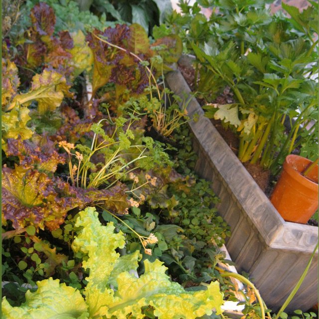 closeup of pots of lettuce and celery.JPG