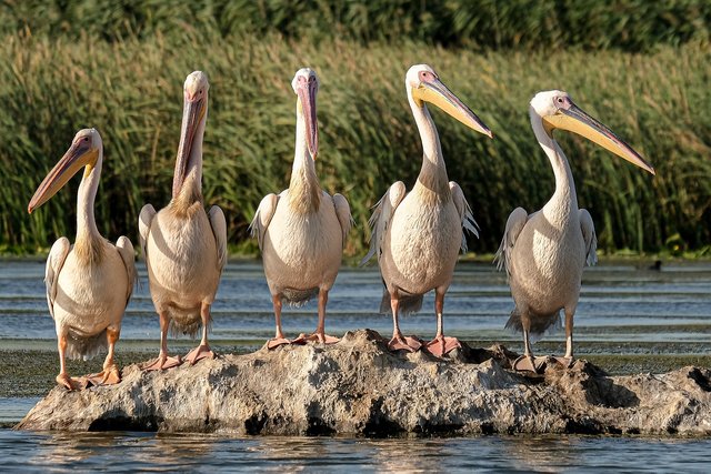 great-white-pelicans-5791396_1280.jpg