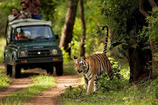 chitwan-jungle-safari.jpg