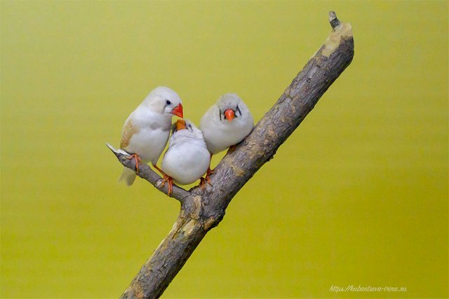 Pretty-birds-1.jpg