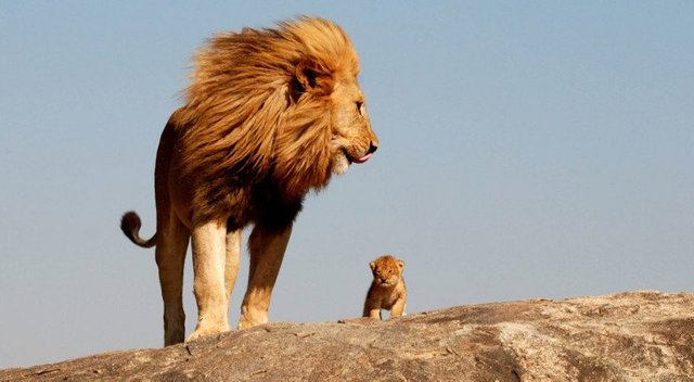 Picture-of-the-Day-Real-Life-Simba-and-Mufasa-Caught-on-Camera-in-Tanzania-392687-2.jpg