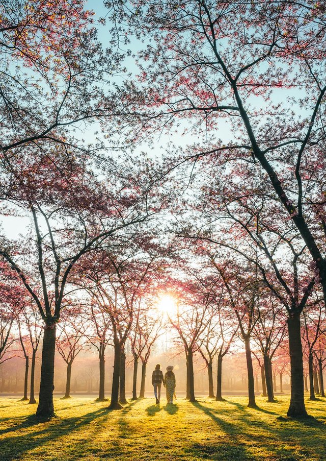 free-photo-of-couple-walking-in-a-park-in-springtime.jpeg.jpg