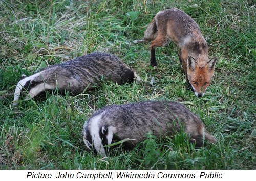 fox foraging Badgers_and_fox_foraging.jpg