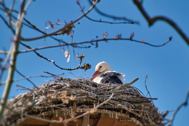 stork-7029266_1920.jpg