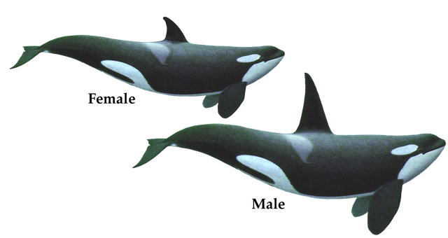 Killer-Whales.png