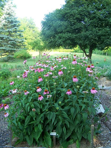 New Herb - Row 6, echinacea crop July 2018.jpg