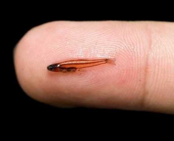 1483954803_smallest-fish-in-the-world-7.jpg