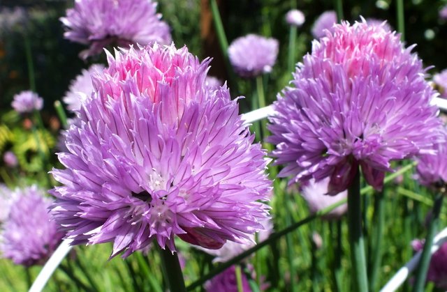 CT0325-Chives.jpg