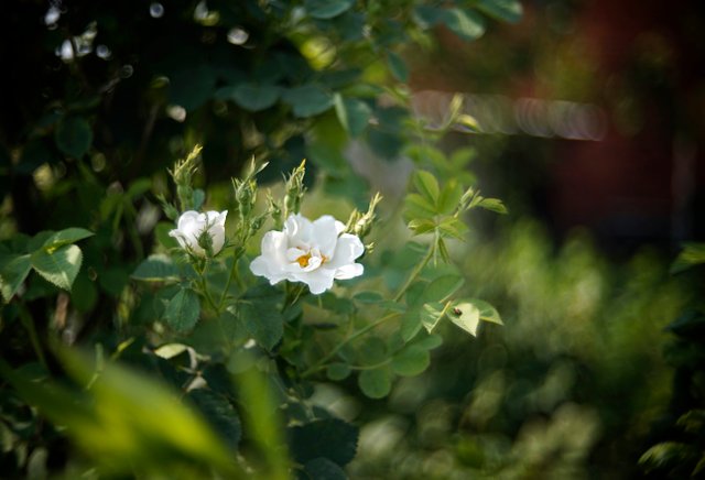 rose garden bokeh.jpg