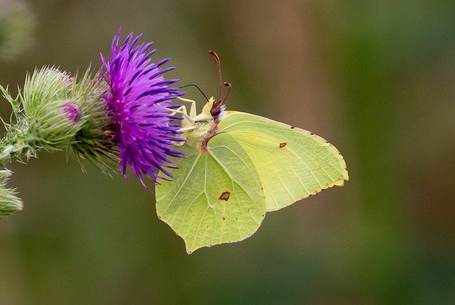 brimstone-5470184_640.jpg