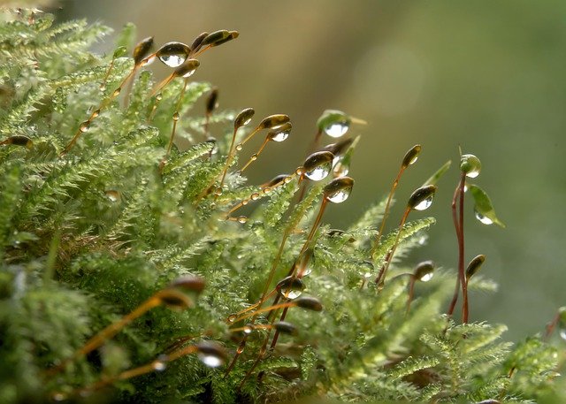 moss-8273753_640.jpg