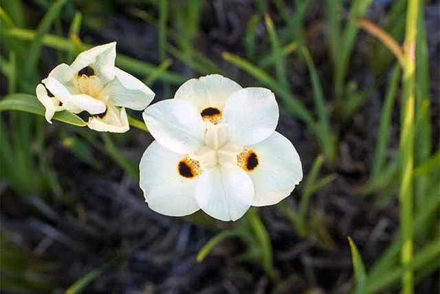 When-and-How-to-Cut-Back-Bicolor-Iris.jpg