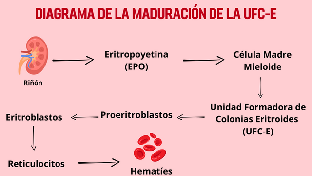 Diagrama de la maduración de la UFC-E.png