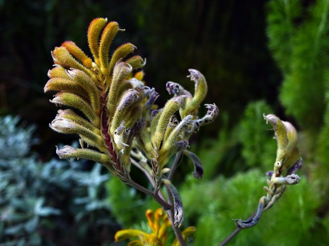 anigozanthos-419465_1280.jpg