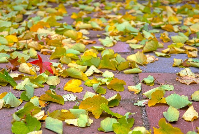 leaves-redouane.jpg