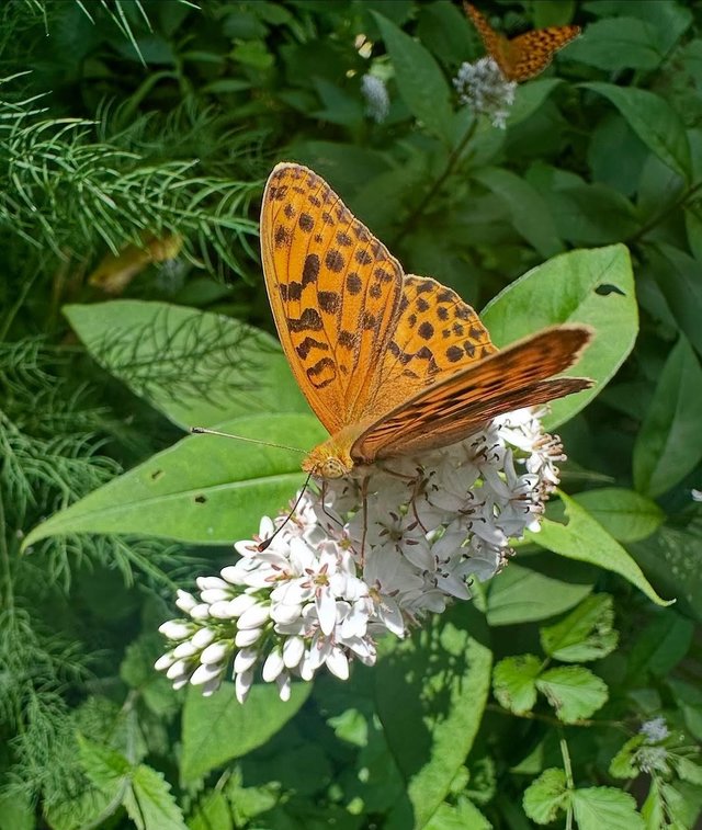 IMG_20250729_220330.jpg