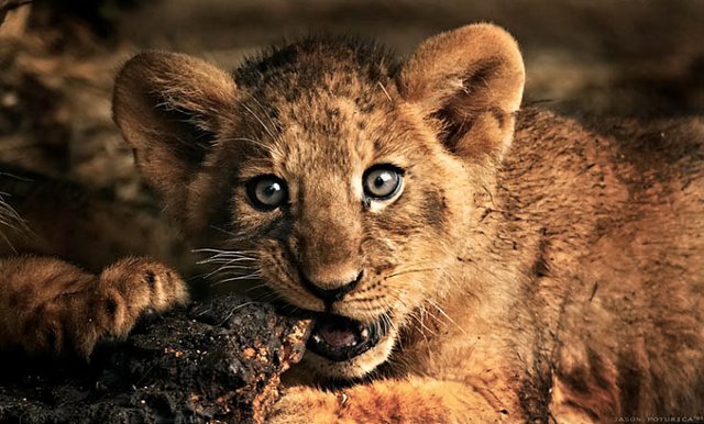 baby-lion.jpg