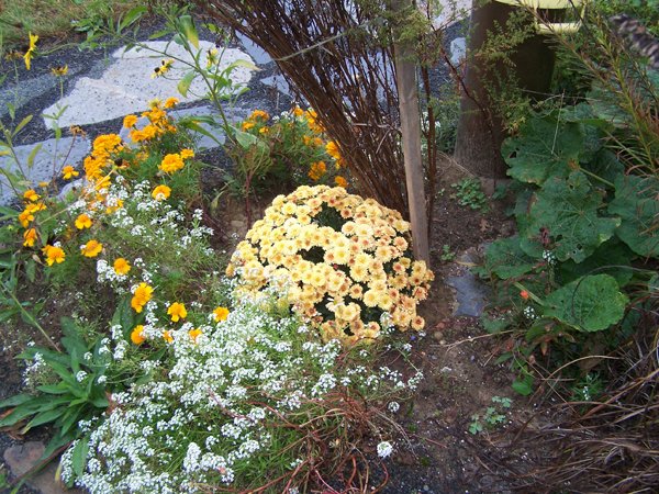 V Garden - goldy chrysanthemum crop Oct. 2015.jpg