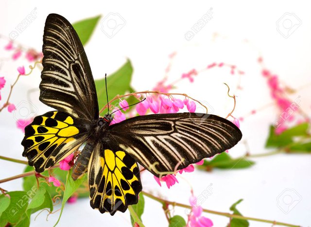 26361147-mariposa-alas-de-pájaro-de-oro-que-se-encarama-en-la-vid-rosa-coral-o-una-enredadera-mexicano-o-de-la-.jpg