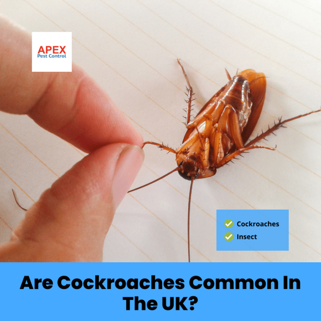 Are-Cockroaches-Common-In-The-UK-768x768.png