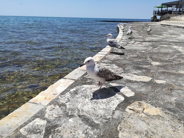 Seagulls_in_Umag_Croatia.jpg